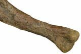 Juvenile Dinosaur (Thescelosaurus) Humerus Bone - Montana #183998-2